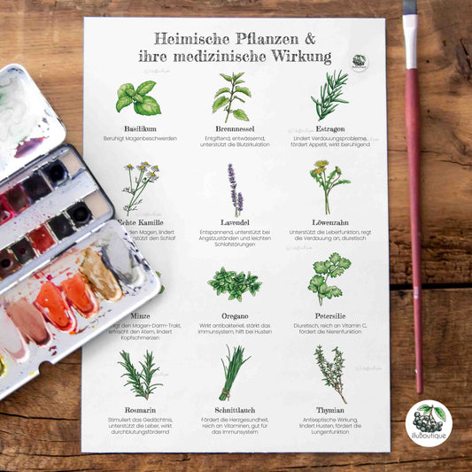 Medizinische Pflanzen Poster von illuBoutique in Größe A4, 21 x 27,9 cm, auf weißem Hintergrund. Zeigt die vollständige Aquarell-Illustration heimischer Heilpflanzen und Kräuter mit begleitenden Informationen zu ihrer Wirkung, ideal als kompaktes Wandbild für kleinere Wände, Flure oder als Geschenk in Standardformat zum Einrahmen.