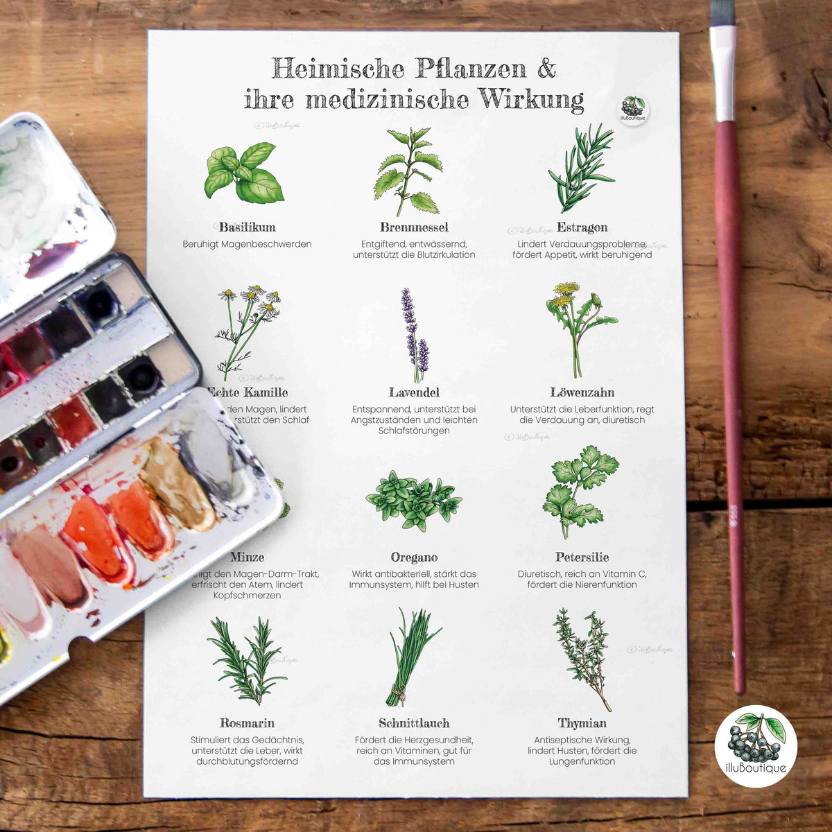 Medizinische Pflanzen Poster von illuBoutique in Größe A4, 21 x 27,9 cm, auf weißem Hintergrund. Zeigt die vollständige Aquarell-Illustration heimischer Heilpflanzen und Kräuter mit begleitenden Informationen zu ihrer Wirkung, ideal als kompaktes Wandbild für kleinere Wände, Flure oder als Geschenk in Standardformat zum Einrahmen.